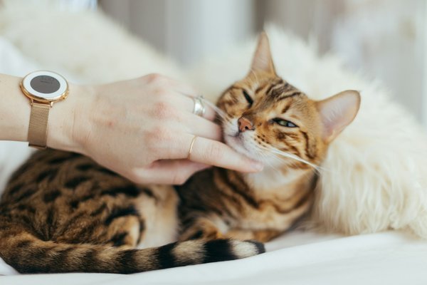 Quelle texture de litière est préférée par les chats de race Bengal pour encourager leur usage du bac?