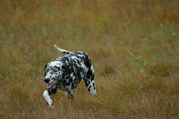 Quels exercices conviennent le mieux pour un chien de race Dalmatien ayant des besoins élevés en énergie?